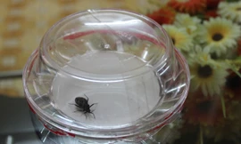 Con bọ xít cái được phát hiện tại nhà ông Quang ở đường Vương Thừa Vũ, Thanh Xuân, Hà Nội. Ảnh: Nguyễn Hoài