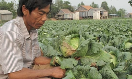 Ông Tâm giữa ruộng bắp cải không bán được. Ảnh: Thanh Hải