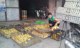 Nỗi lo gia cầm gốc Trung Quốc mang theo dịch cúm bán lẫn tại chợ con giống Đại Xuyên. Ảnh: Phạm Anh