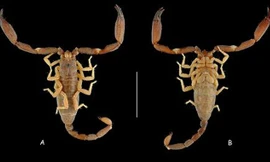 Việt Nam phát hiện thêm loài bọ cạp mới