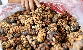 Về thủ phủ cà phê nghe huyền thoại chồn