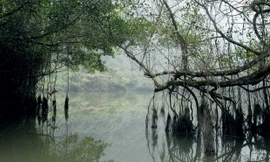 Một phần rễ cây si. Ảnh: Minh Đức