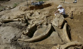  Ron Tykoski thuộc Bảo tàng Hóa thạch về Lịch sử Tự nhiên Perot đang khai quật bộ xương voi ma mút được ông Wayne McEwen tìm thấy tại hạt Ellis, Texas, Mỹ. (AP)