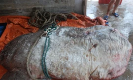 Cá mặt trăng khổng lồ mắc lưới ngư dân Nghệ An