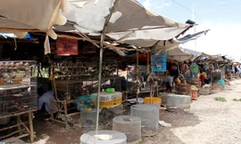 Chợ chim trời ở cửa ngõ Sài Gòn