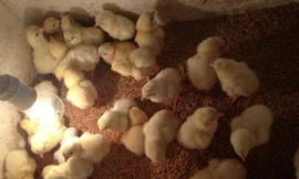 120.000 đồng/con gà Đông Tảo 1 ngày tuổi