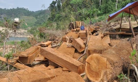 Cây chò nâu được bán ngay tại rừng