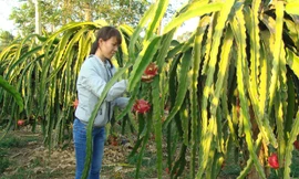 Thanh long chín trái vụ 