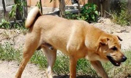 Cháu bé 9 tuổi tử vong vì chó dại cắn