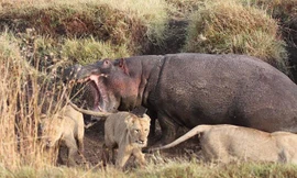 Pha giải thoát 'thế gọng kìm' của hà mã trước bầy sư tử