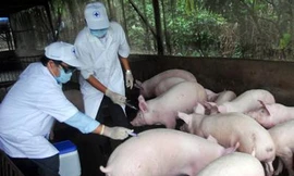 Lập 7 vùng an toàn phòng dịch bệnh phục vụ xuất khẩu