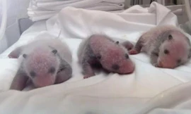 Đàn gấu trúc sinh ba sơ sinh trong lồng kính tại Chielong.