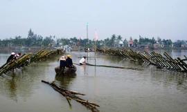Người dân Đông Bình đóng kè ngăn sông trong những ngày đầu ra quân. Ảnh : Nguyễn Thành