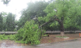 Cây cối gãy đổ ven đường TP Lạng Sơn. Ảnh: Duy Chiến