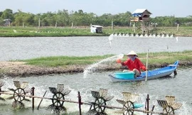 Người nuôi tôm bị cúp điện, vì sao?