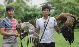 Cặp song sinh 9X nuôi đại bàng giá trên 200 triệu/con
