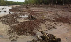 Một mảng rừng phòng hộ rất xung yếu ở xã Tân Ân đã bị sóng biển đánh tan. ẢNH: SÁU NGHỆ