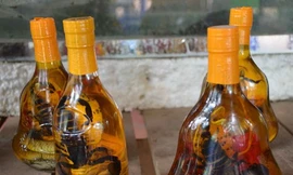 Sao uống hoài mà tóc không đen ? Dân gian thường nghe nói về vị thuốc hà thủ ô có công dụng giúp đen tóc, đen râu (thường dùng chữa tóc bạc sớm), nhiều người đem hà thủ ô ngâm rượu hay nấu nước uống hoài mà không thấy tóc đen hơn. Theo lương y Phạm Như T