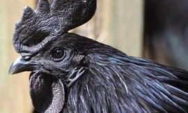 Cận cảnh giống gà đen toàn thân giá 'khủng'