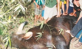 Cá thể bò tót quý hiếm đã chết vì đói và kiệt sức khi lạc đường xuống đồng bằng. Ảnh: Nguyễn Thành