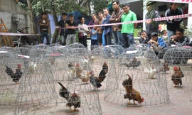 Những lồng gà Serama ở Hà Nội