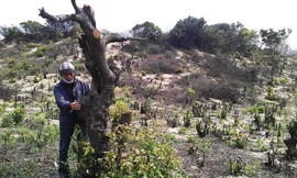 Rừng dẻ phòng hộ ven biển Chân Mây-Lăng Cô bị đốt phá, chặt hạ không thương tiếc sau khi giao về cho dự án du lịch. Ảnh: Ngọc Văn 