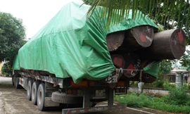 Bắt đoàn xe chở gỗ vượt hơn 300% tải trọng
