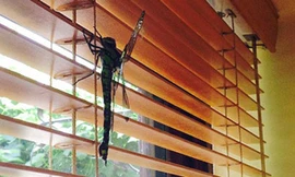 Con chuồn chuồn khổng lồ có chiều dài 20cm.