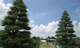 Ông Phước Lộc đứng giữa cặp me đã được Trung tâm Sách kỷ lục Việt Nam xác lập là cặp me kiểng cổ nhất Việt Nam