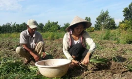 Xa vời giấc mơ giảng đường với nữ sinh đi cắt huệ thuê