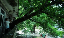 Cây cổ thụ trăm năm tuổi mọc xuyên qua ngôi nhà ba tầng