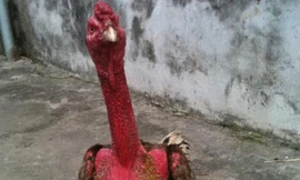 Chiến kê Xám Thần: Gà chọi bạc tỷ số 1 đất Bắc