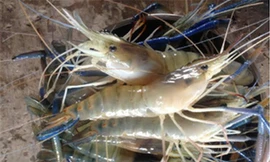 Nuôi tôm càng xanh toàn đực