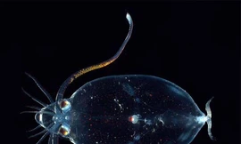 Cận cảnh “quái vật” biển dị thường nhất thế giới