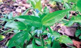 Cỏ trai là món ăn của người nghèo một thời chưa xa. Ảnh: Nhụy Nguyên