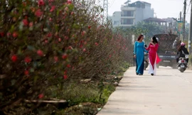 Rợp trời đào Nhật Tân và khói bụi của các xe chở đào lên phố