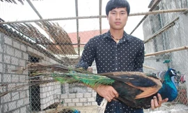 Kiếm tiền tỷ nhờ nuôi chim công