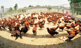 Đàn gà 9 cựa của Dabaco. Ảnh: N.Trường