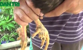 Mục sở thị gà 9 cựa ngay tại Hà Nội