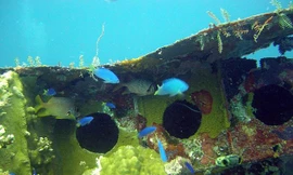 Thân một chiếc máy bay trở thành... sân chơi cho cá