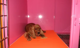 Chi 18 tỷ đồng để làm khách sạn 5 sao cho… thú cưng