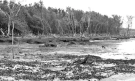 Một cánh rừng phòng hộ ở Cà Mau đã bị sạt lở sâu vào hàng chục mét. Ảnh: Ngọc Huyền