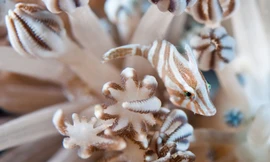 Nghệ thuật ẩn mình của động vật