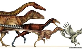 Khủng long đã tiến hóa thành loài chim ngày nay