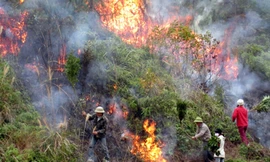 Tử vong khi chữa cháy rừng