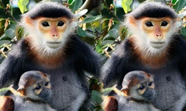 Voọc Chà Vá chân nâu là loài đặc biệt quý hiếm nằm trong sách Đỏ Việt Nam và thế giới. Ảnh: Internet