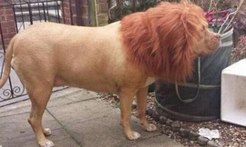 Mình chó, đầu sư tử