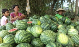 Chị Trần Thị Na Vi tính bán xong dưa là bỏ quê đi làm mướn. ẢNH: XUÂN LƯƠNG