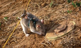 Rùng mình cảnh tượng dùng chuột khổng lồ để rà phá bom mìn