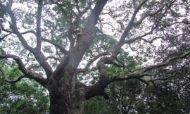 Tán lim khổng lồ xòe bóng che cả một góc rừng